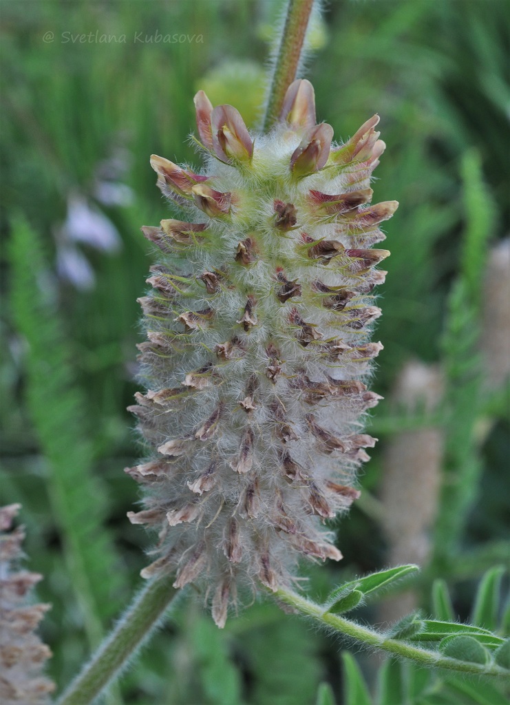 Image of Astragalus alopecurus specimen.