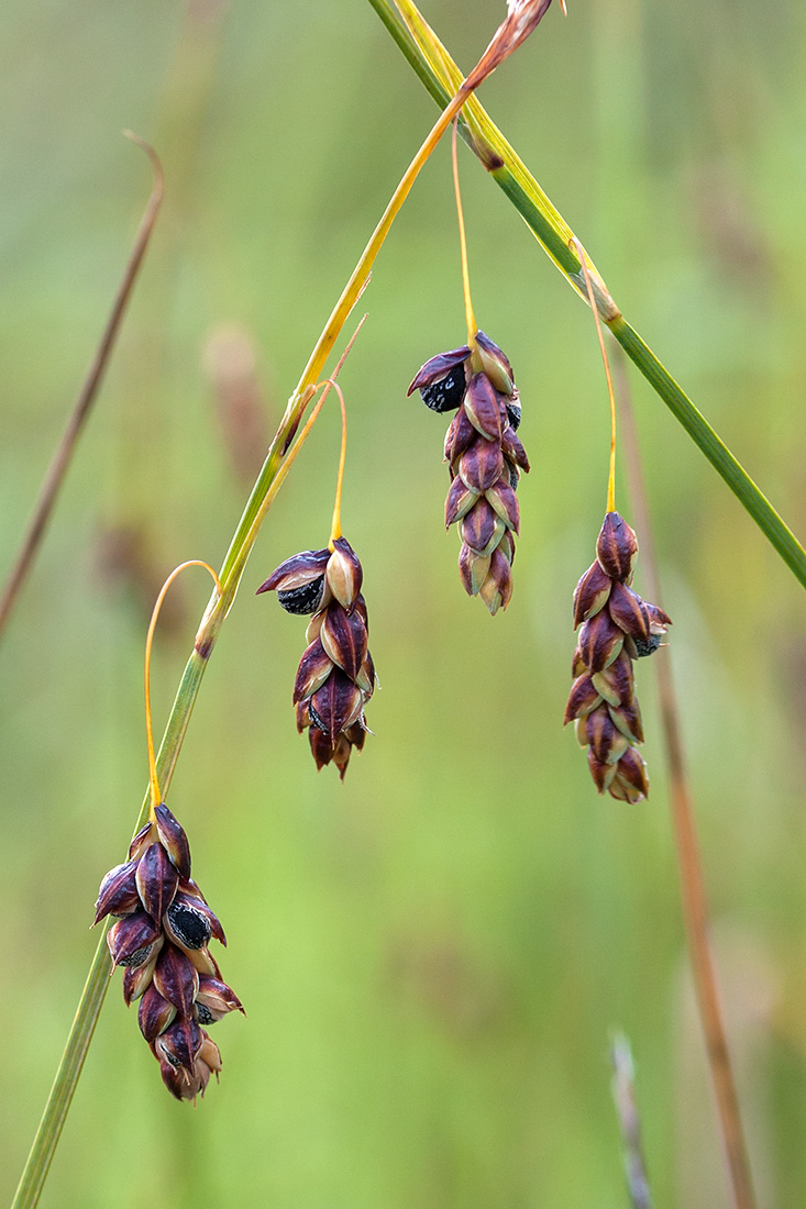 Image of Carex limosa specimen.