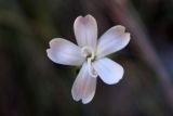 Image of taxon representative. Author is Денис Полевой