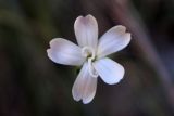 Dianthus marschallii. Цветок. Крым, окр. Ялты, заповедник «Мыс Мартьян». 07.06.2016.