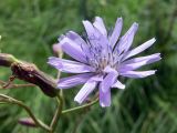 Lactuca sibirica