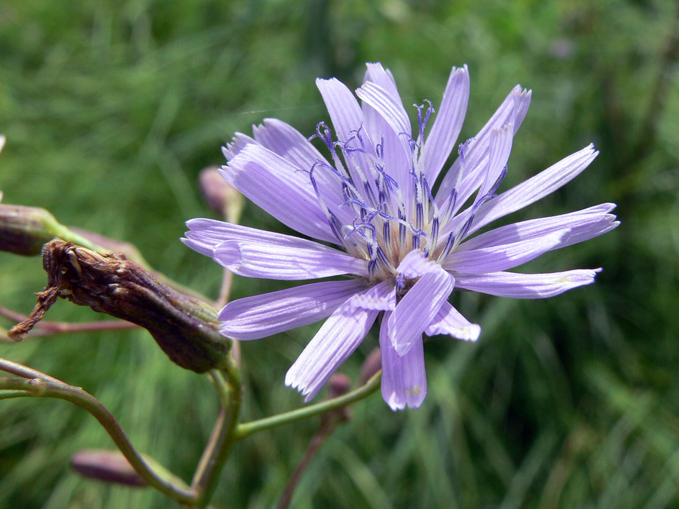 Изображение особи Lactuca sibirica.