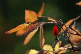 Rosa acicularis. Вевть со спелым плодом и осенней раскраской листвы. Магаданская обл., Колымское нагорье, пос. Ягодное. 01.09.2009.