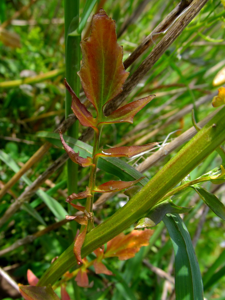 Image of Barbarea vulgaris specimen.