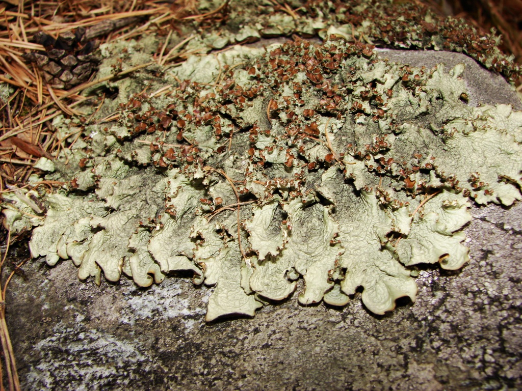 Image of Nephromopsis komarovii specimen.