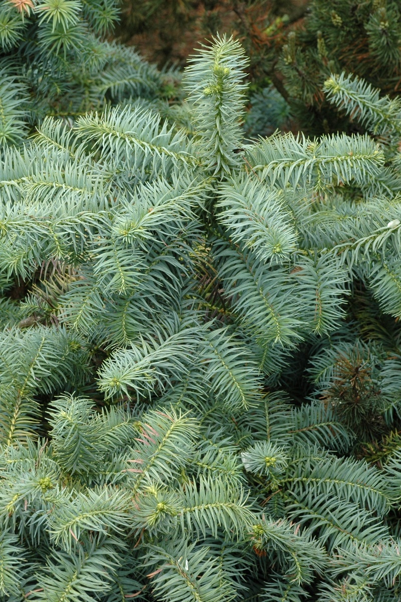 Изображение особи Cunninghamia lanceolata.