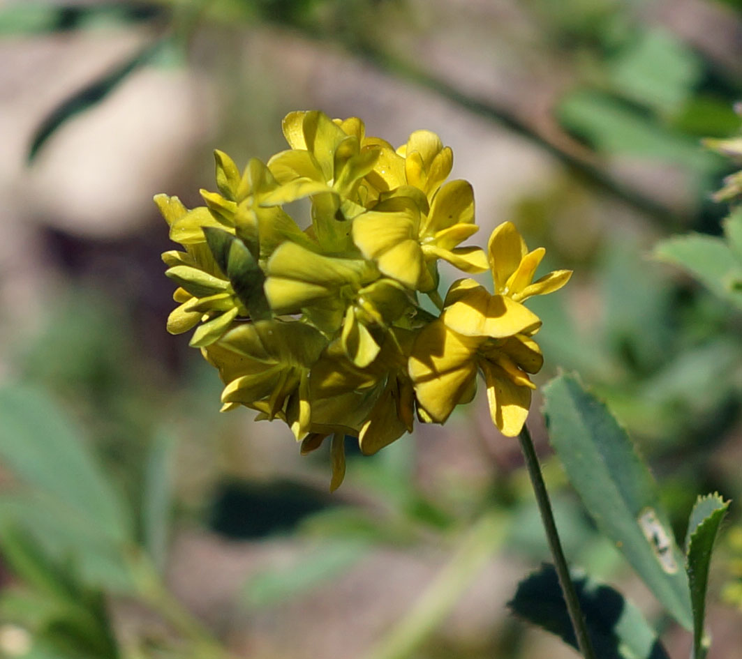 Изображение особи Medicago &times; varia.