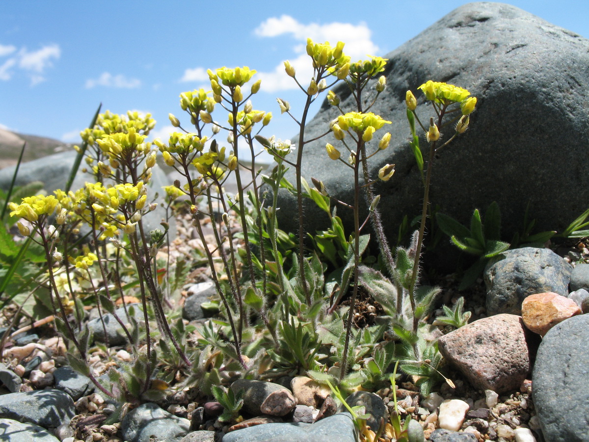 Image of Draba nemorosa specimen.