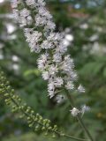 Cimicifuga rubifolia
