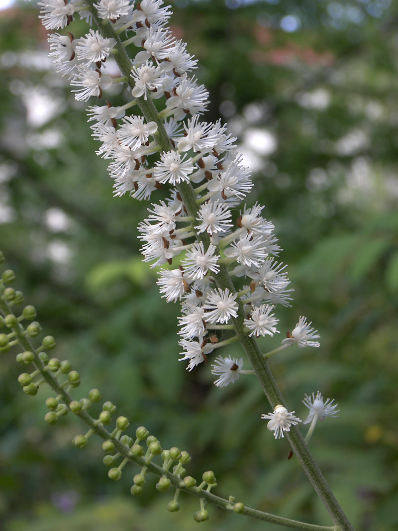 Изображение особи Cimicifuga rubifolia.