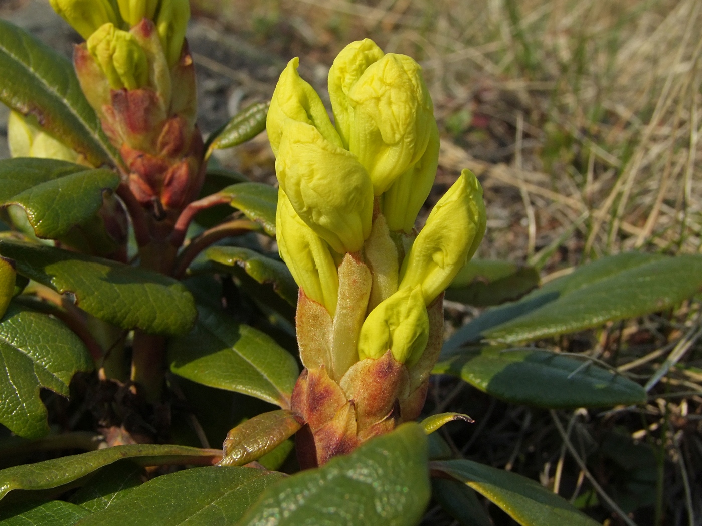 Изображение особи Rhododendron aureum.