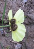 Papaver schamurinii