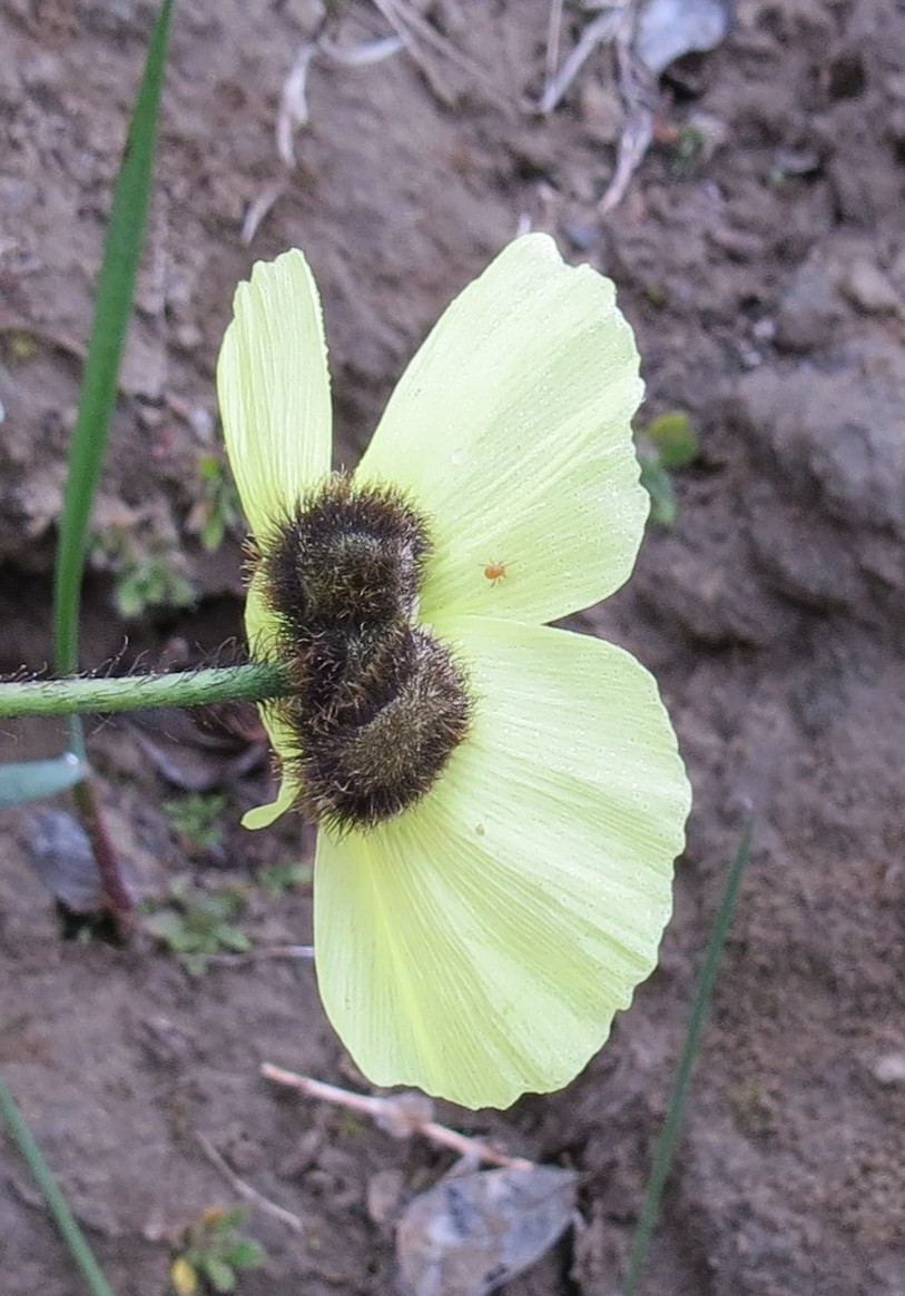 Изображение особи Papaver schamurinii.