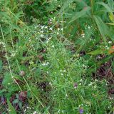 Galium uliginosum