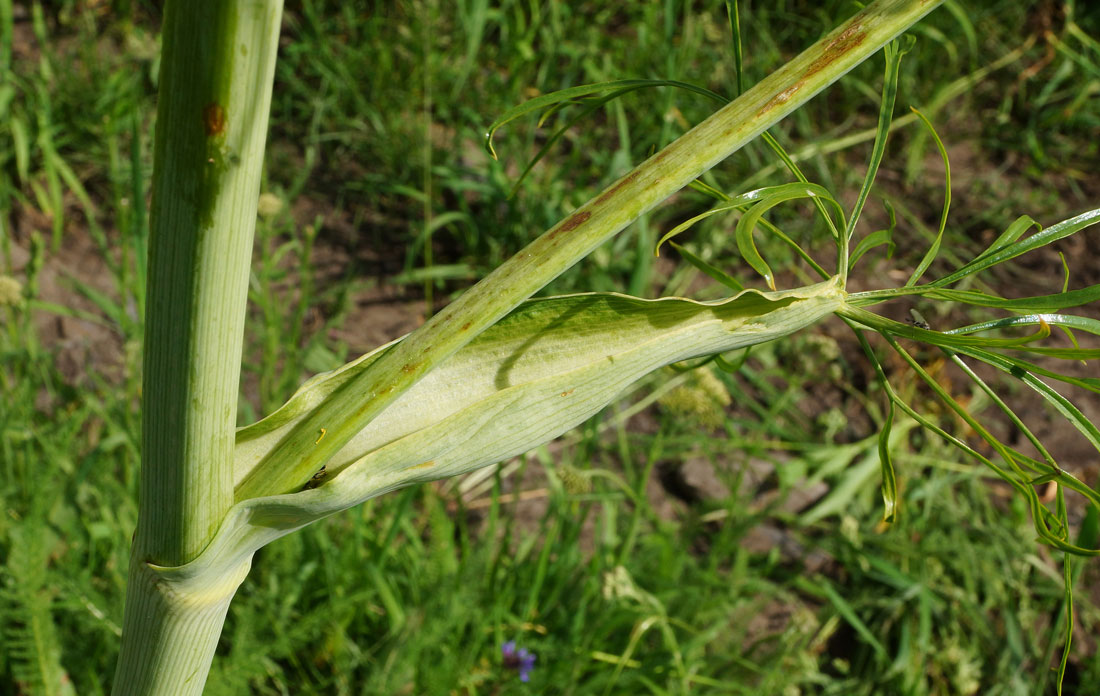 Изображение особи Ferula songarica.