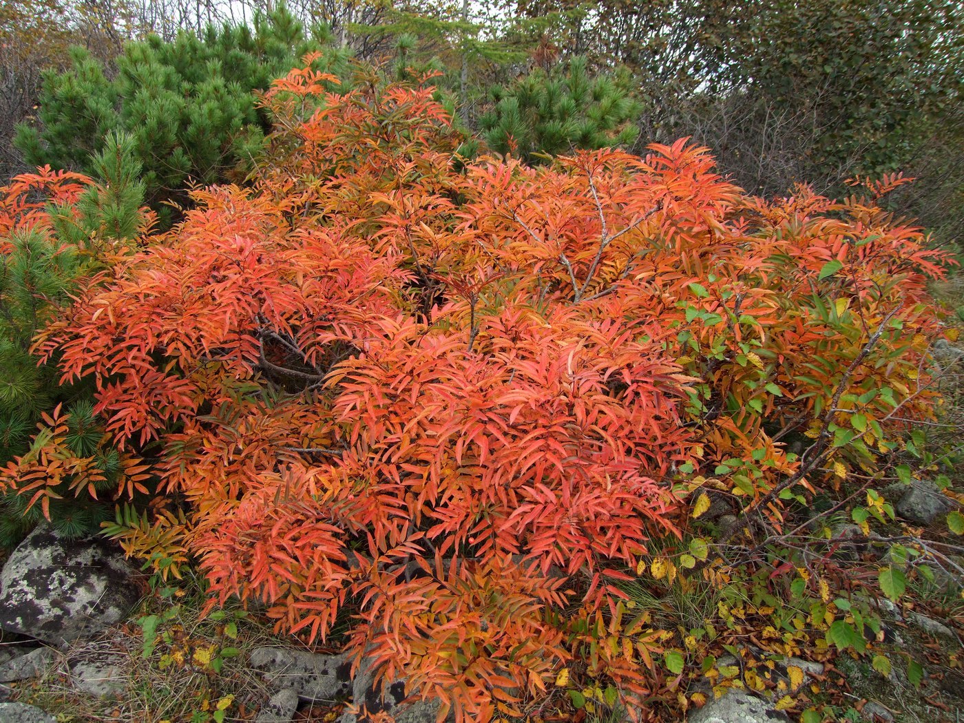 Изображение особи Sorbus sambucifolia.