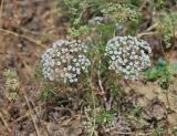 Aphanopleura capillifolia