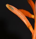 Heliconia psittacorum. Цветок и плод. Таиланд, о-в Пхукет, курорт Ката, территория гостиницы, в культуре. 08.01.2017.