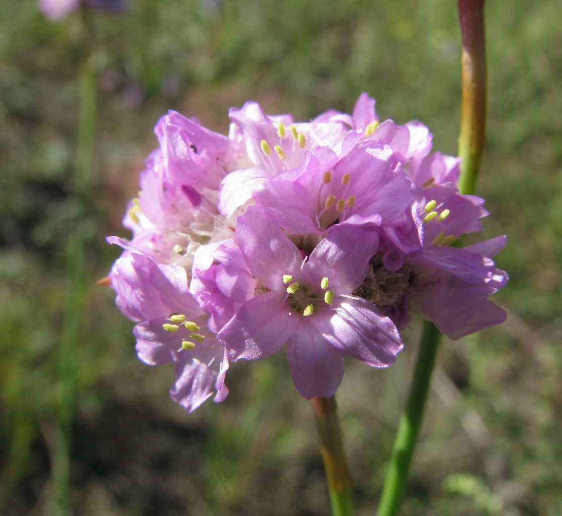 Изображение особи Armeria vulgaris.