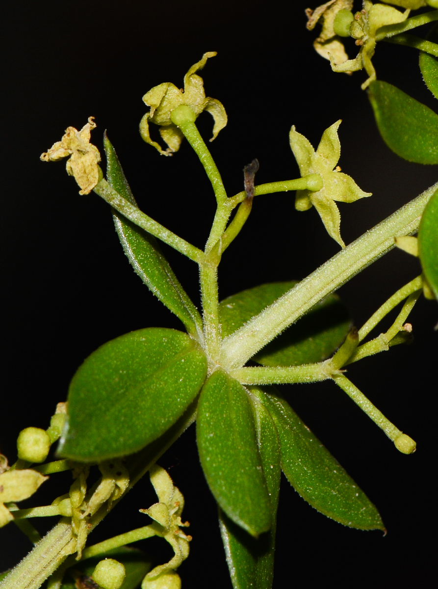 Image of Rubia tenuifolia specimen.