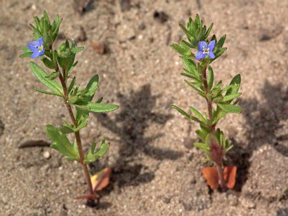 Image of Veronica dillenii specimen.