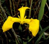 Iris pseudacorus