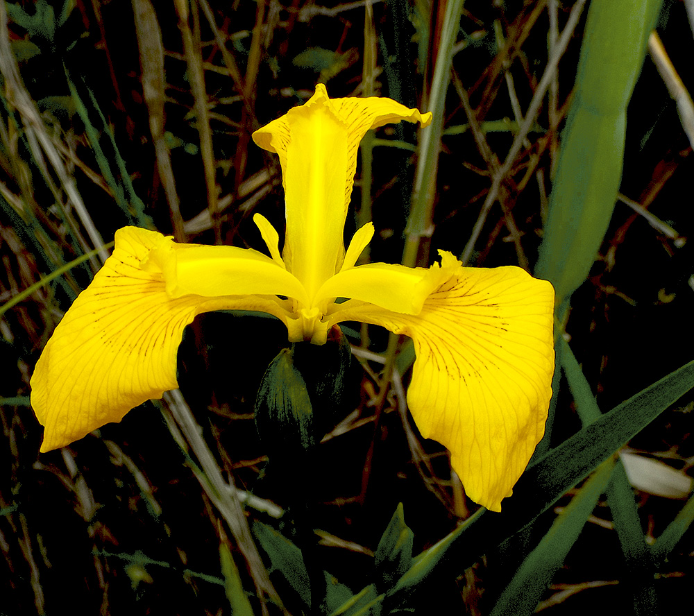 Image of Iris pseudacorus specimen.