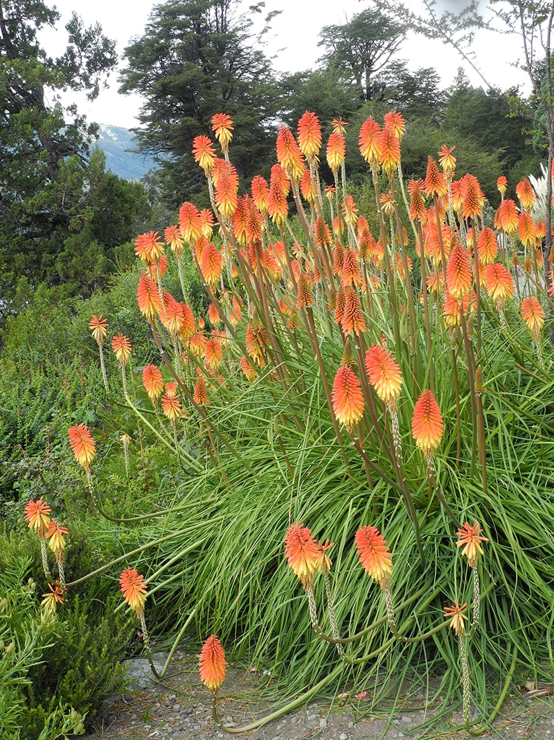 Изображение особи Kniphofia × praecox.