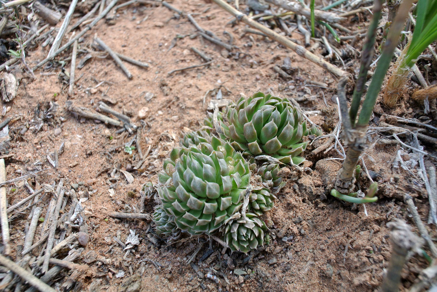 Image of Orostachys thyrsiflora specimen.