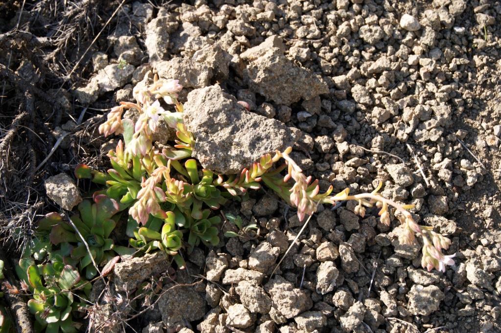 Image of genus Rosularia specimen.