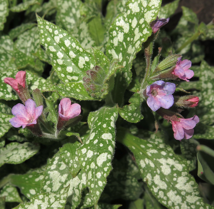 Изображение особи Pulmonaria saccharata.