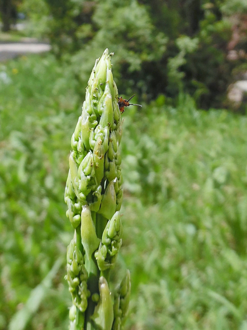 Изображение особи Asparagus officinalis.