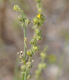 Linaria simplex