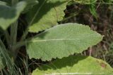 Salvia aethiopis. Лист растения. Ростовская обл., г. Волгодонск, на окраине Панского леса в поле. 19.06.2017.
