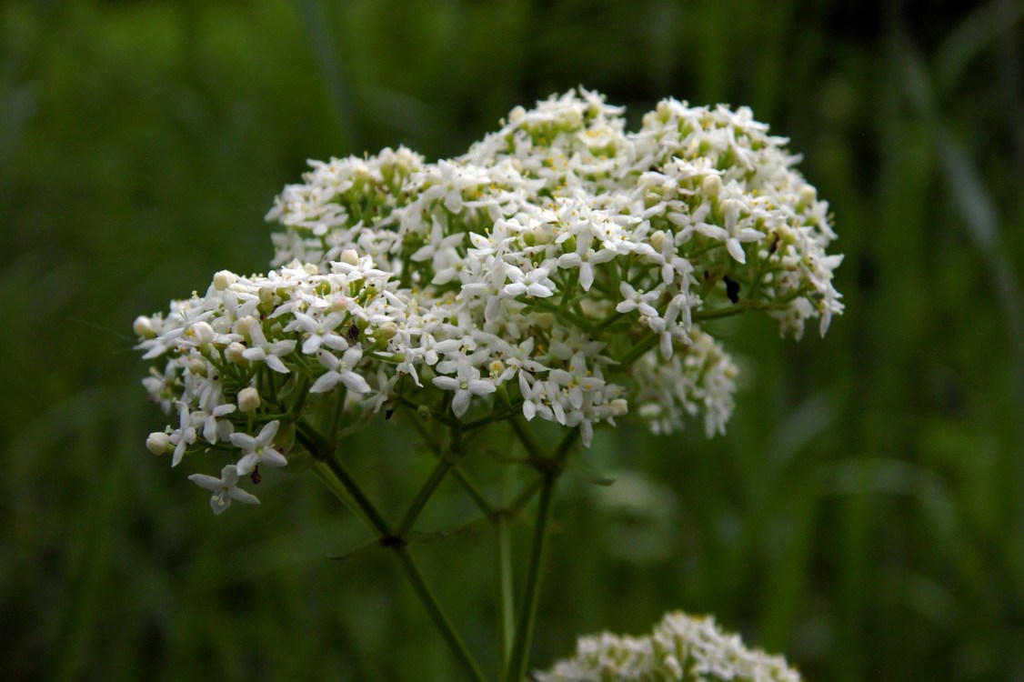 Изображение особи Galium rubioides.