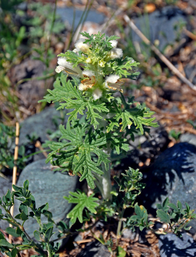 Image of Panzerina lanata specimen.