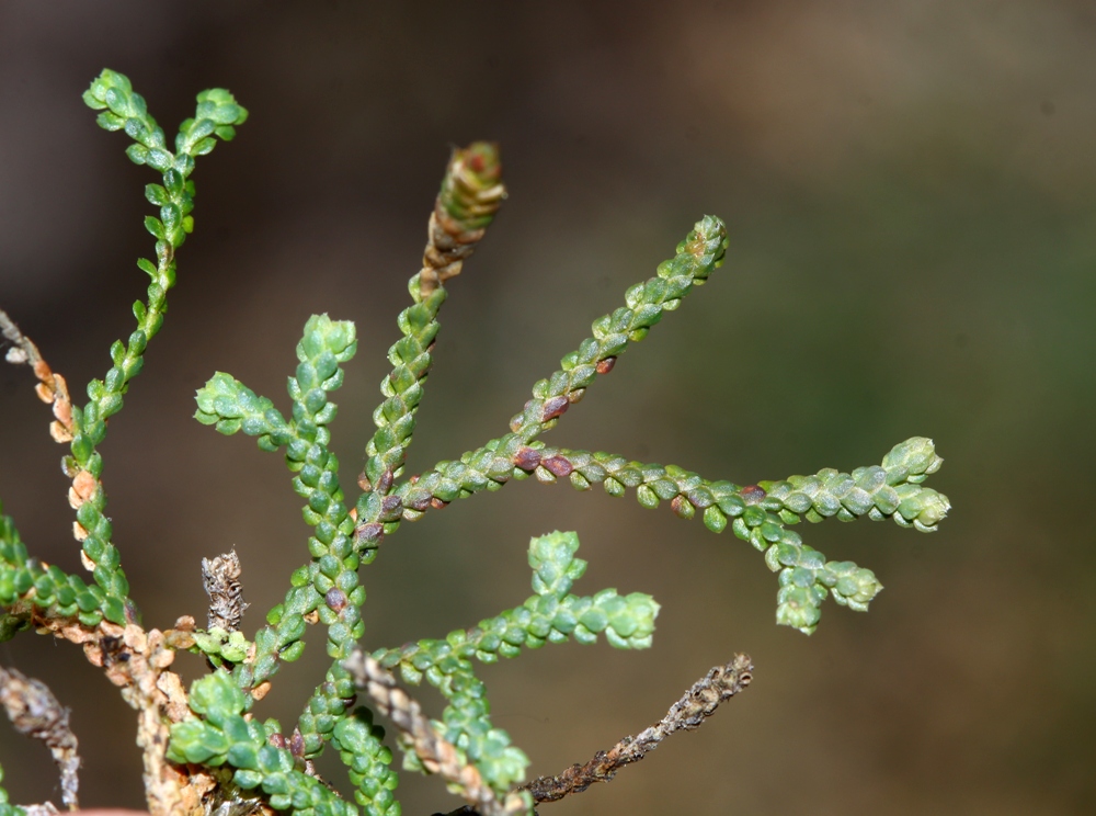 Image of Selaginella borealis specimen.