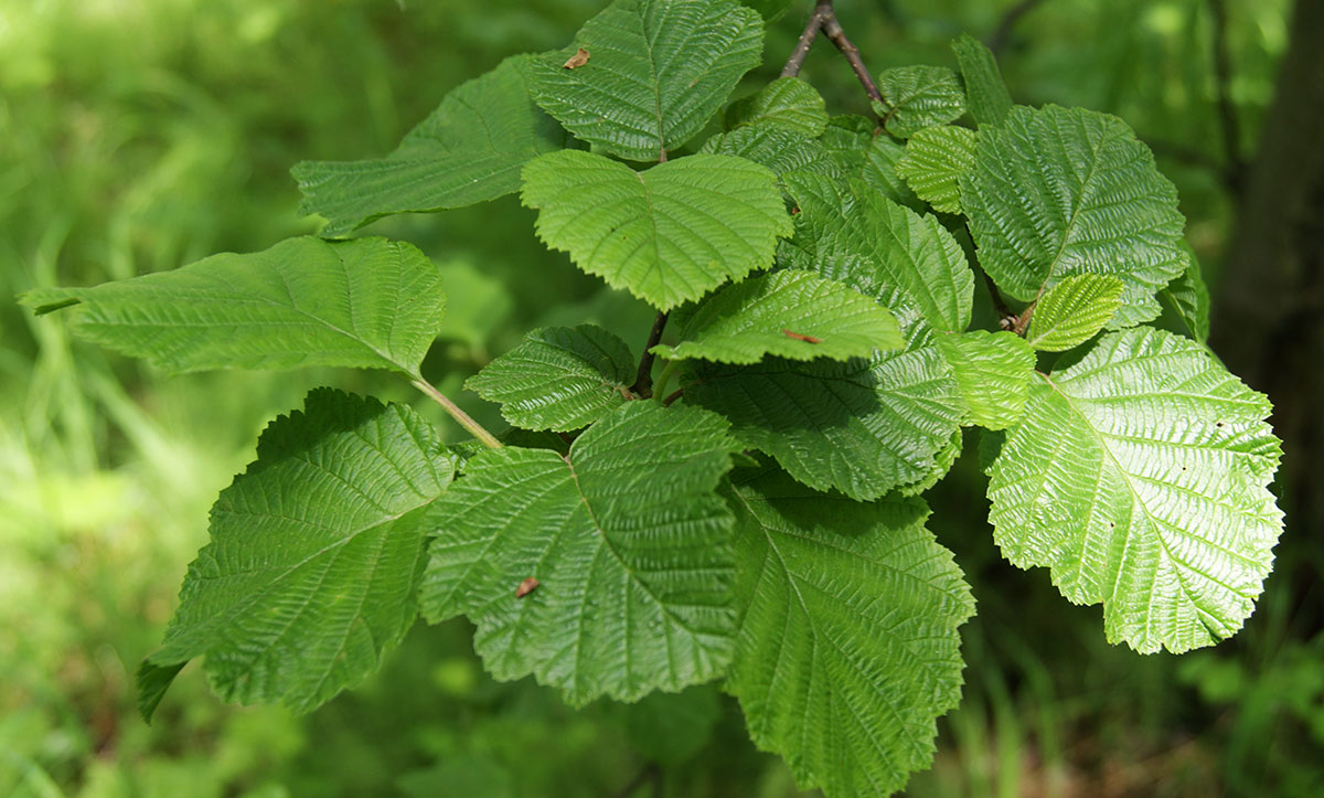 Image of Alnus hirsuta specimen.