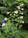 Gadellia lactiflora