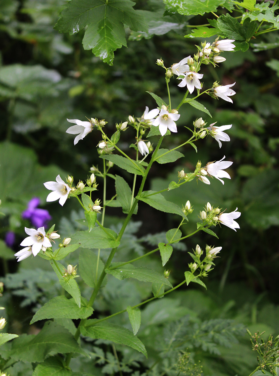 Изображение особи Gadellia lactiflora.