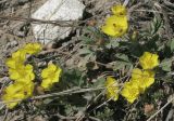 Potentilla incana