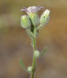 род Erigeron