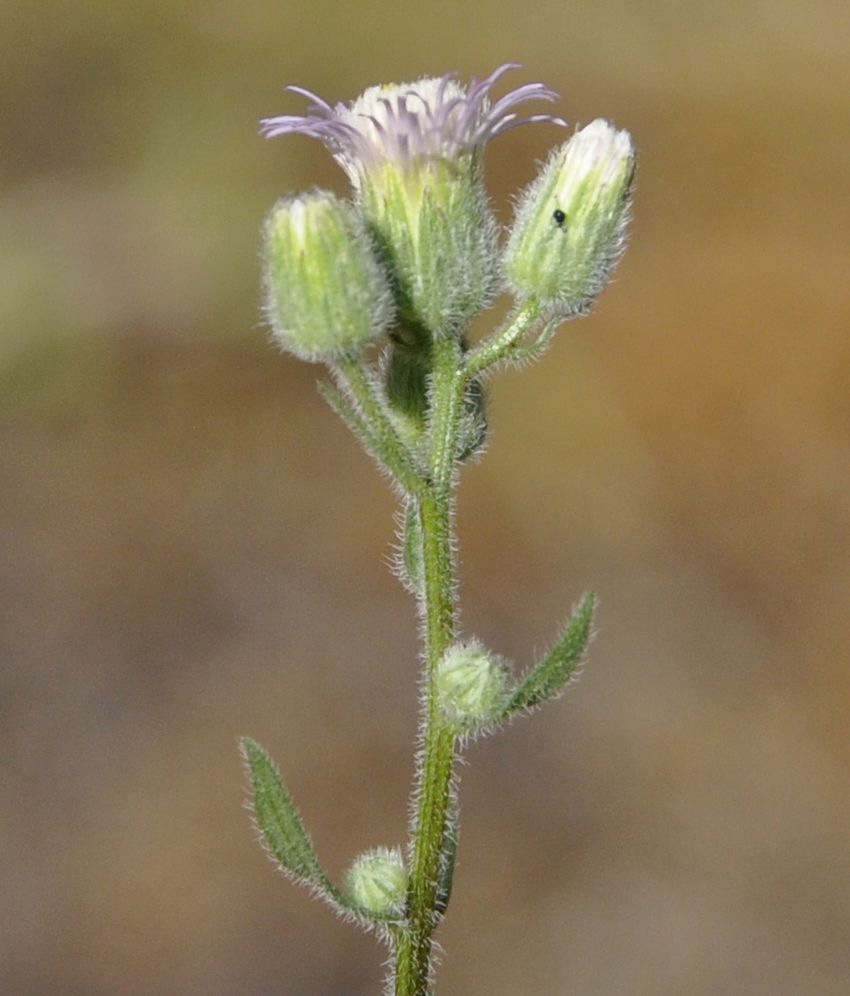 Изображение особи род Erigeron.