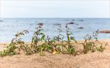 Persicaria lapathifolia. Цветущие растения на песчаном пляже. Ленинградская обл., Ломоносовский р-н, окр. дер. Кандикюля, берег Финского залива. 13.08.2017.