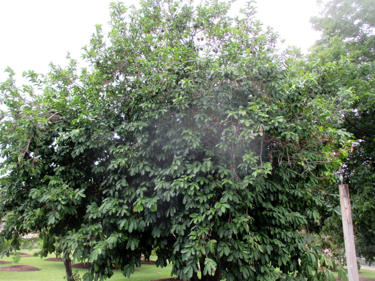 Image of Annona montana specimen.