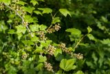 Ribes alpinum