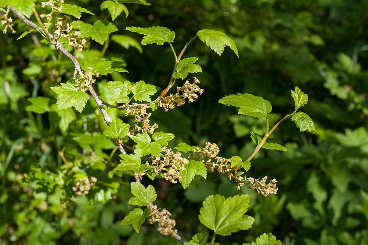 Image of Ribes alpinum specimen.