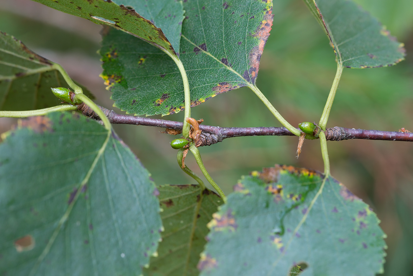 Image of Betula &times; aurata specimen.