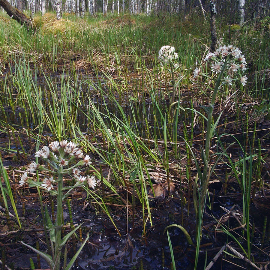 Image of Petasites frigidus specimen.