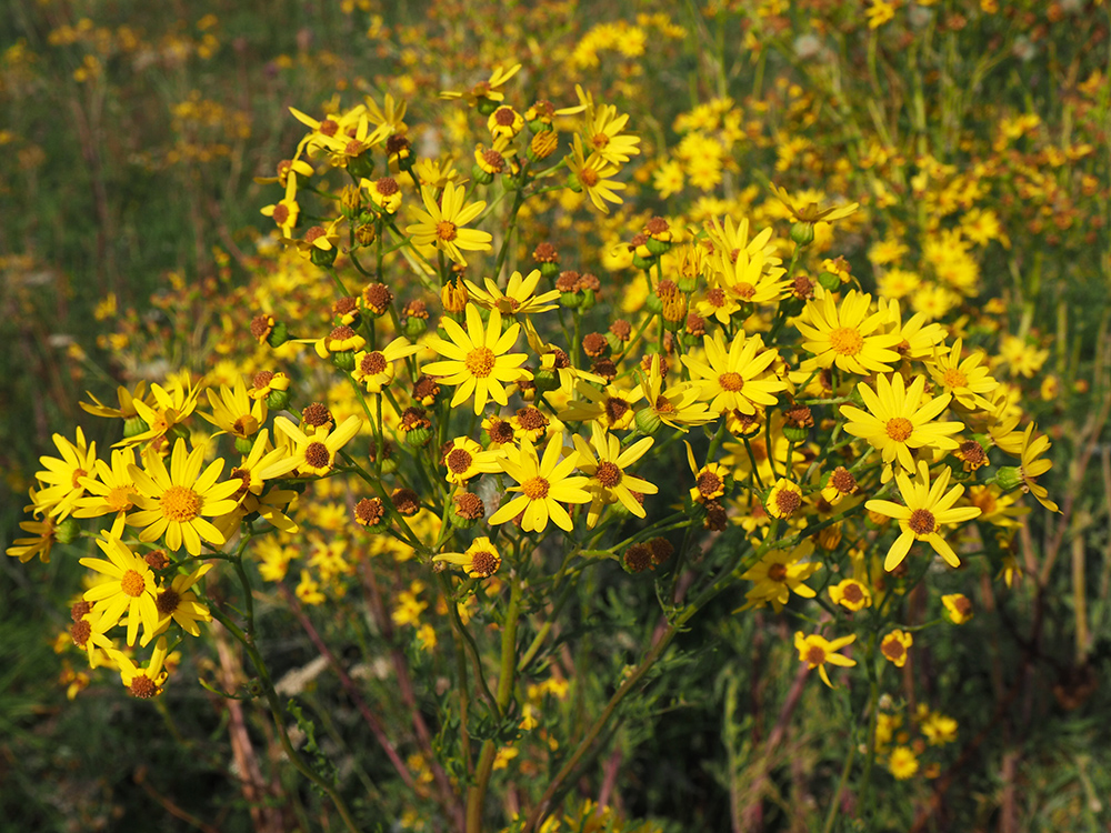 Изображение особи Senecio erucifolius.